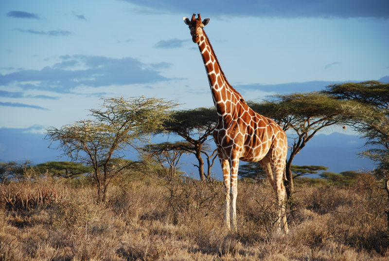 Reticulated giraffe is in Samburu NP, Kenya. Image: Julian Fennessy